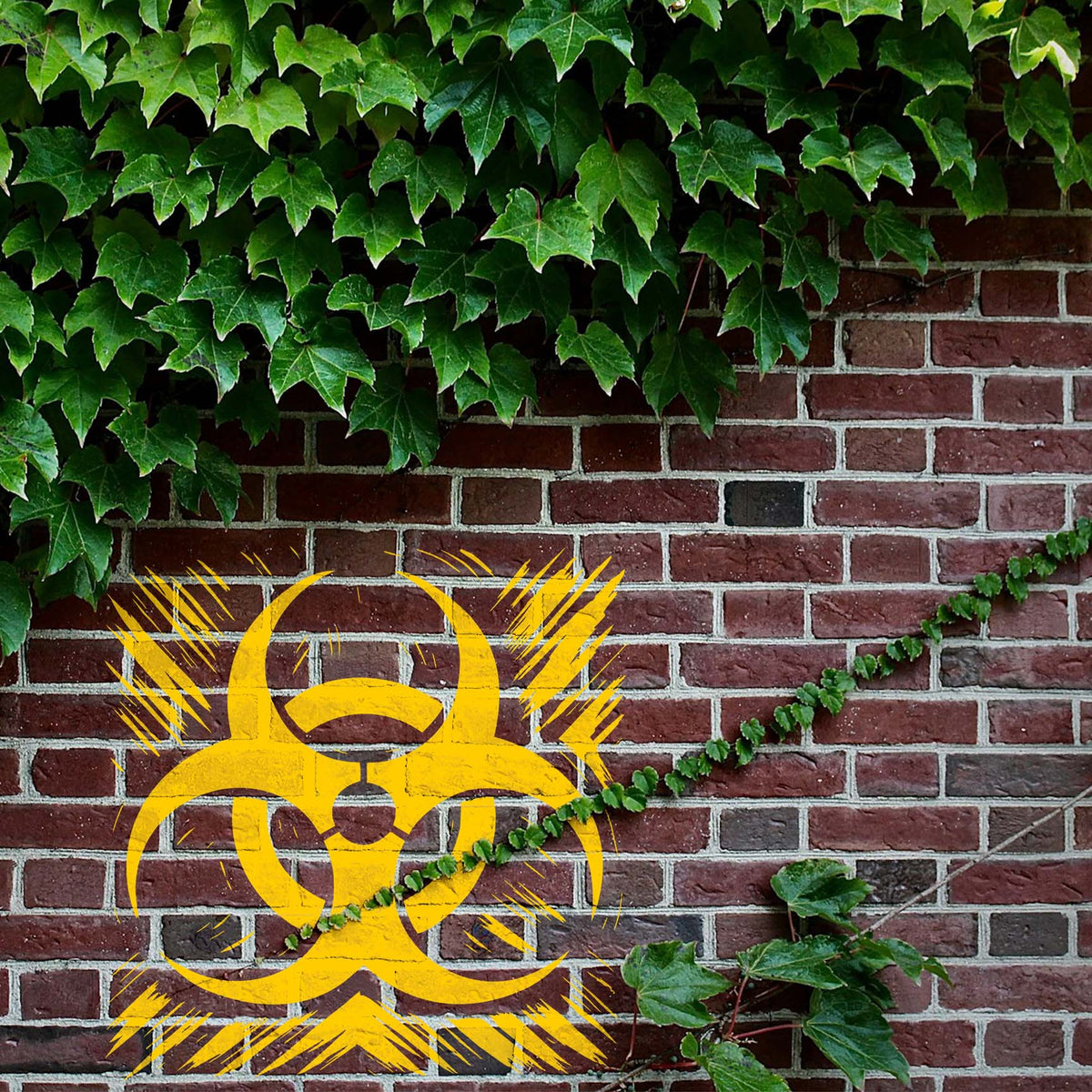 Ivy-covered brick wall displays the Biohazard Warning Symbol Stencil in vivid yellow