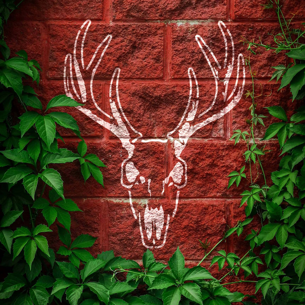 Weathered Whitetail Buck Skull Stencil painted white across an ivy-framed red brick wall