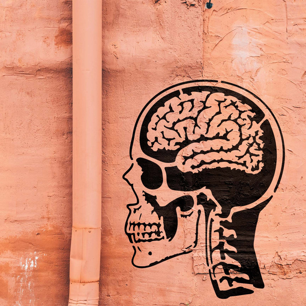 Striking Anatomical Skull & Brain Stencil displays the brain, skull, and neck bones on a textured wall