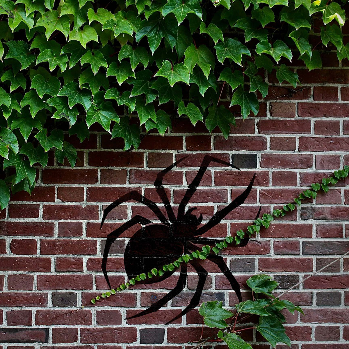 Creeping ivy frames a Black Widow Spider Silhouette Stencil painted on a brick wall