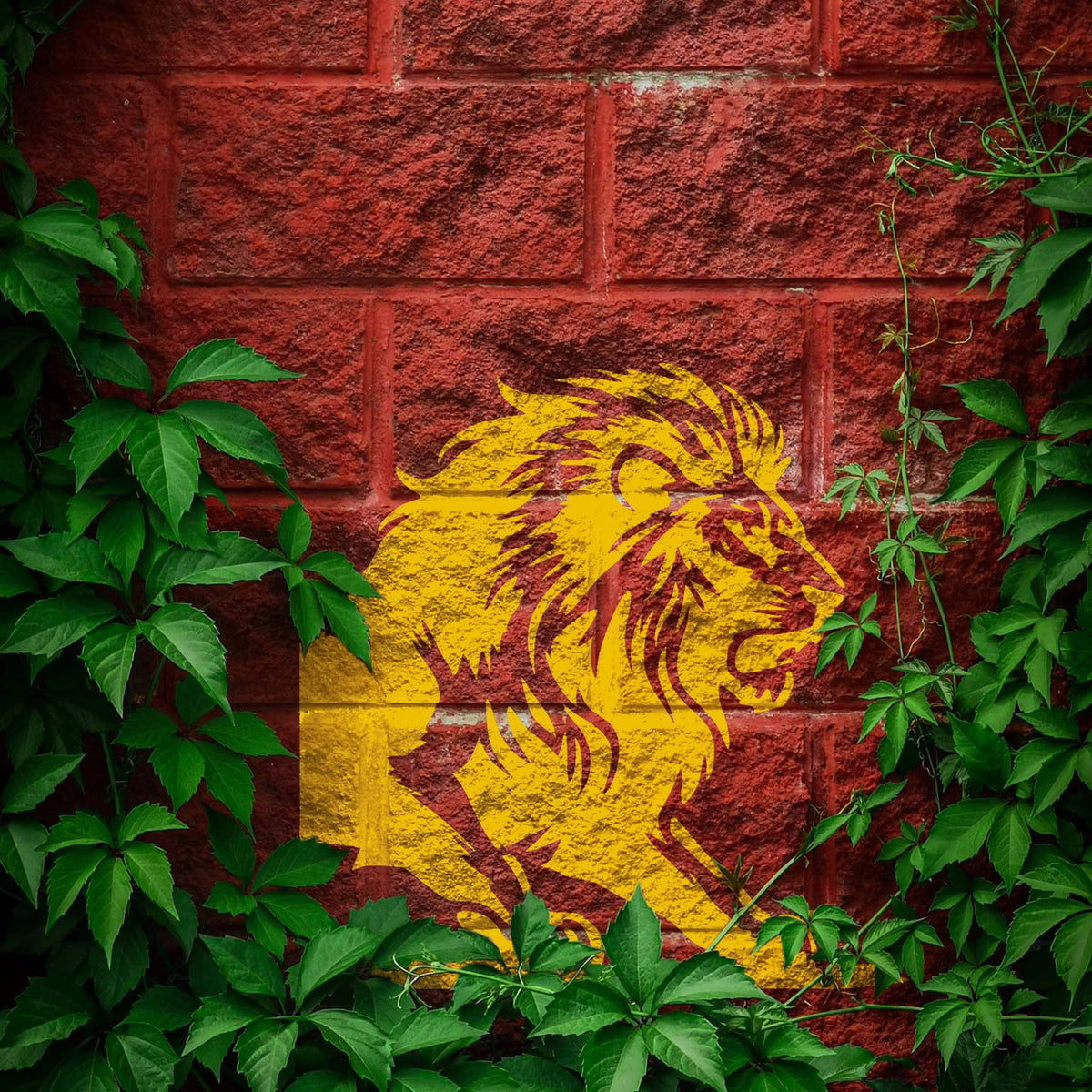 Golden Majestic Roaring Lion Stencil painted boldly across a red brick wall with ivy.