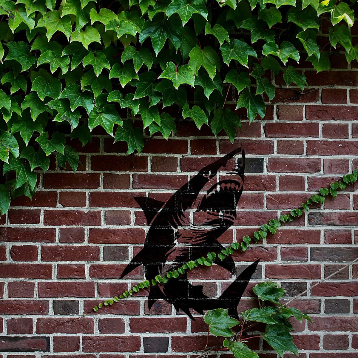 Shark Swimming Up Stencil rises dramatically across an ivy-covered brick wall