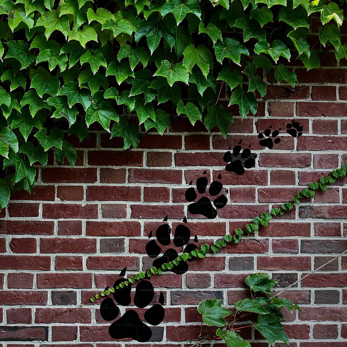 A climbing trail of Wild Animal Paw Print Trail Stencil marks winds across an ivy-covered brick wall
